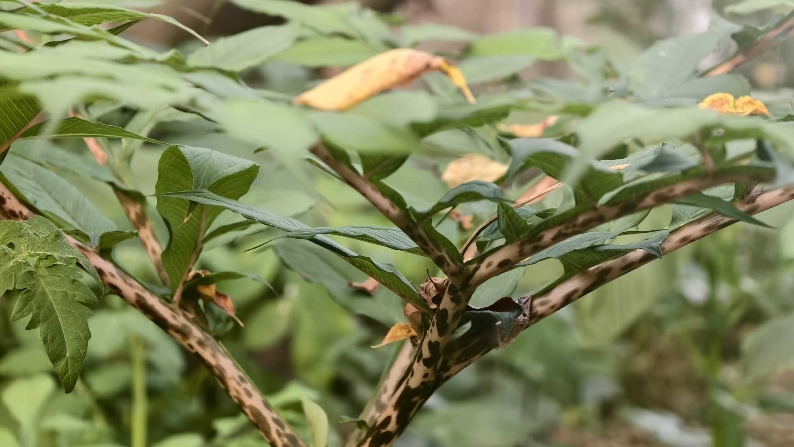 Read more about the article Konjac Growing Season in Sichuan: Where High-Quality Konjac Ingredients Begin